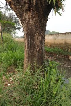 Tree Trunk Surrounded with Green Grass Located by The Poluted River Stock Photos