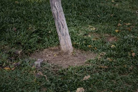 Tree trunk surrounded by green grass and exposed roots Stock Photos