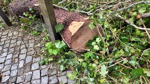 Tree Trunk Surrounded by Ivy Stock Footage 305273999
