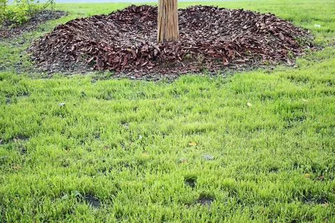 Tree trunk surrounded by organic mulch in a green garden landscape Stock Photos