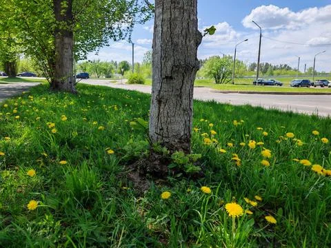 Tree Trunk Surrounded by Yellow Dandelions Stock Photos