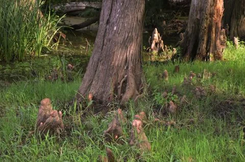 A Tree trunk in a swamp Stock Photos