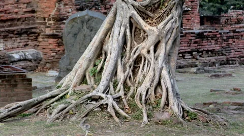 Tree Trunk at the Temple Ruins of Wat Phra Si Sanphet Ayuthaya Stock Footage 38608774