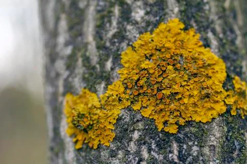 Tree trunk texture and background with moss and lichen. Mossy bark tree textu Stock Photos