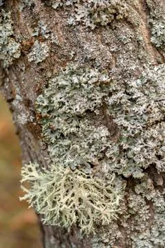 Tree trunk texture and background with moss and lichen. Mossy bark tree textu Stock Photos