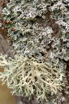 Tree trunk texture and background with moss and lichen. Mossy bark tree textu Stock Photos