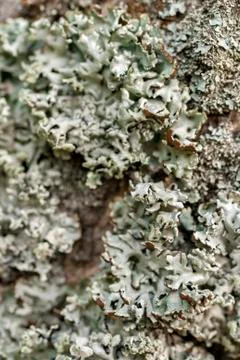 Tree trunk texture and background with moss and lichen. Mossy bark tree textu Stock Photos
