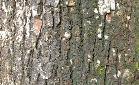 Tree trunk texture background, Natural mango tree trunk texture Stock Photos