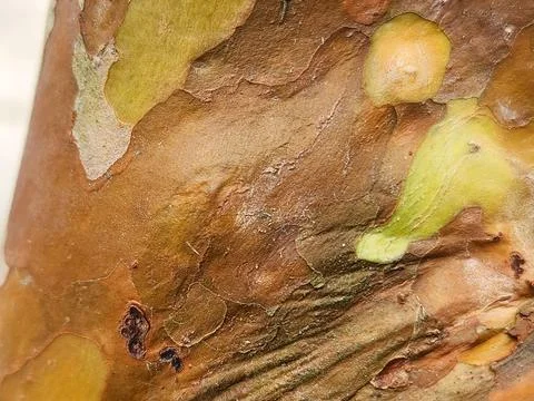 Tree trunk texture background Stock Photos