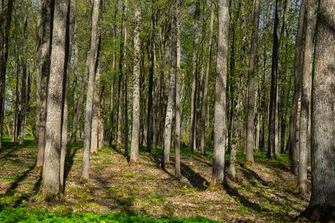 Tree trunk texture background in spring forest with green color Stock Photos