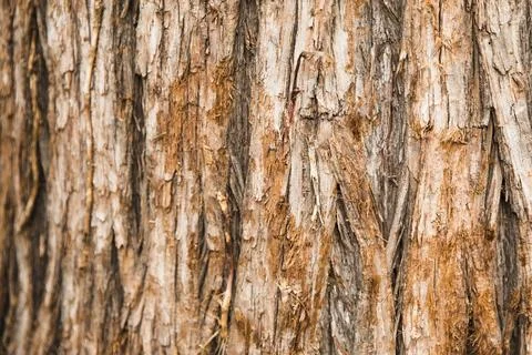Tree trunk texture close up Stock Photos