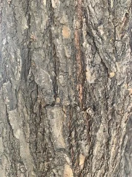 Tree trunk texture closeup Photos
