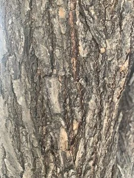 Tree trunk texture closeup Foto stock