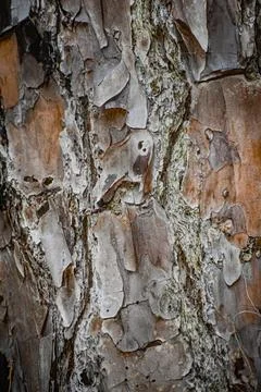 Tree trunk texture in the florida woods Stock Photos