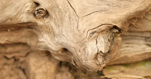 Tree Trunk texture Stock Footage 168166661