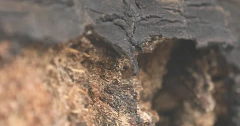 Tree Trunk texture Stock Footage 279213596