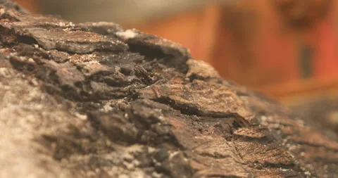 Tree Trunk texture Stock Footage 279214122