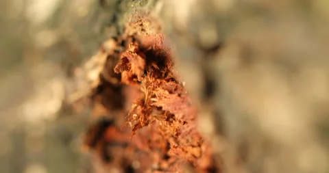 Tree Trunk texture Stock Footage 280413822
