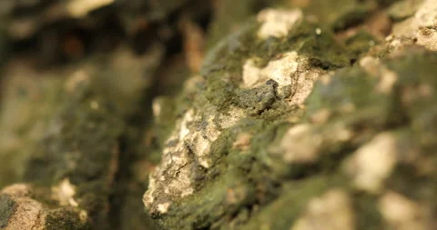 Tree Trunk texture Stock Footage 280449292