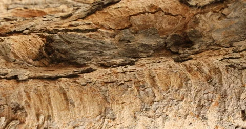 Tree Trunk texture Stock Footage 280454560