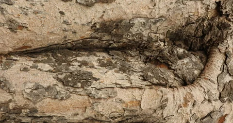 Tree Trunk texture Stock Footage 280455383