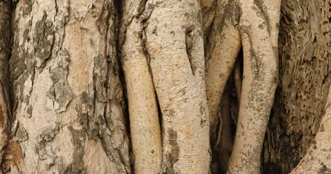 Tree Trunk texture Stock Footage 280455519