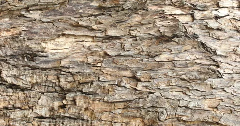 Tree Trunk texture Stock Footage 280465836