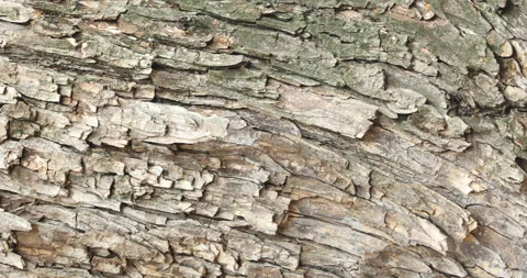 Tree Trunk texture Stock Footage 280465979