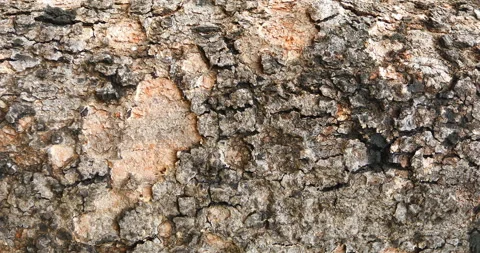 Tree Trunk texture Stock Footage 281261771
