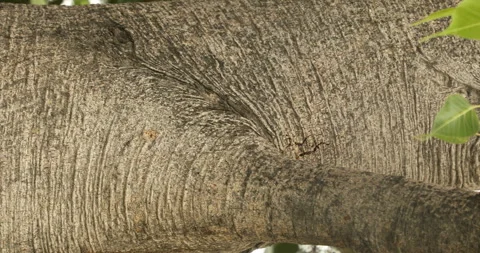 Tree Trunk texture Stock Footage 281397463