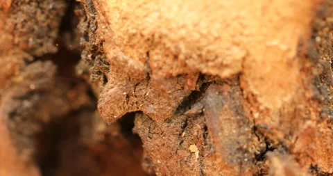 Tree Trunk texture Stock Footage 281549181