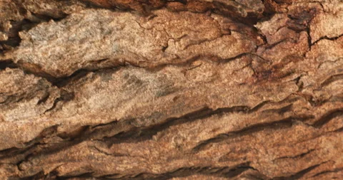 Tree Trunk texture Stock Footage 283339975