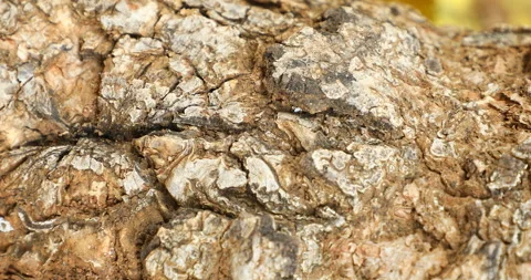 Tree Trunk texture Stock Footage 283361310