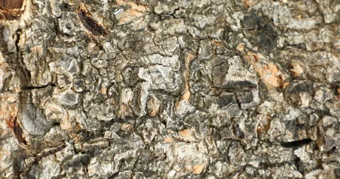 Tree Trunk texture Stock Footage 283361513