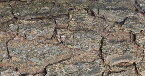 Tree Trunk texture Stock Footage 289660444