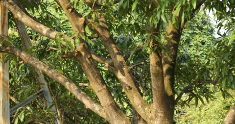 Tree Trunk texture Stock Footage 290165543