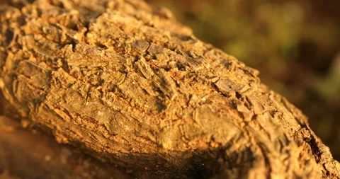 Tree Trunk texture Stock Footage 290169751
