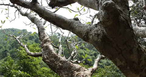 Tree Trunk texture Stock Footage 290286420