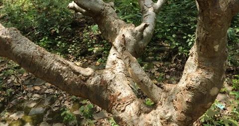Tree Trunk texture Stock Footage 290287307