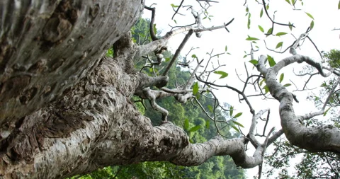 Tree Trunk texture Stock Footage 290288819