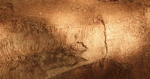 Tree Trunk texture Stock Footage 324507938