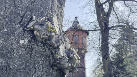 Tree trunk texture framing old water tower 4K Video stock 333655896