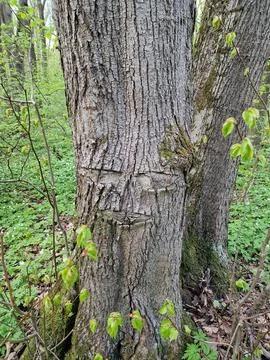 Tree trunk texture with fresh green spring leaves Stock Photos