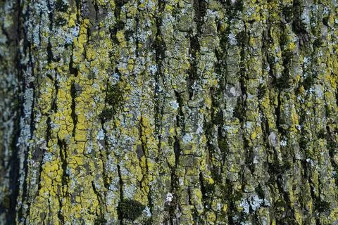 Tree trunk texture macro shot Stock Photos