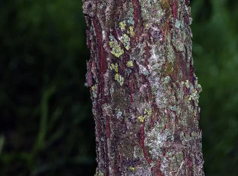 Tree trunk texture of Mespilus germanica in Nitra Slovakia botanical garden Foto stock