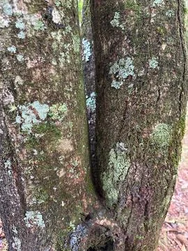 Tree trunk texture with moss Stock Photos