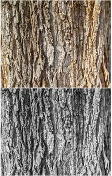 Tree trunk texture, old tree bark Stock Photos