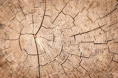 Tree trunk texture or background Stock Photos