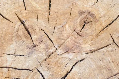 Tree trunk texture or background Stock Photos
