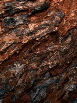 Tree trunk texture Fotos Stock